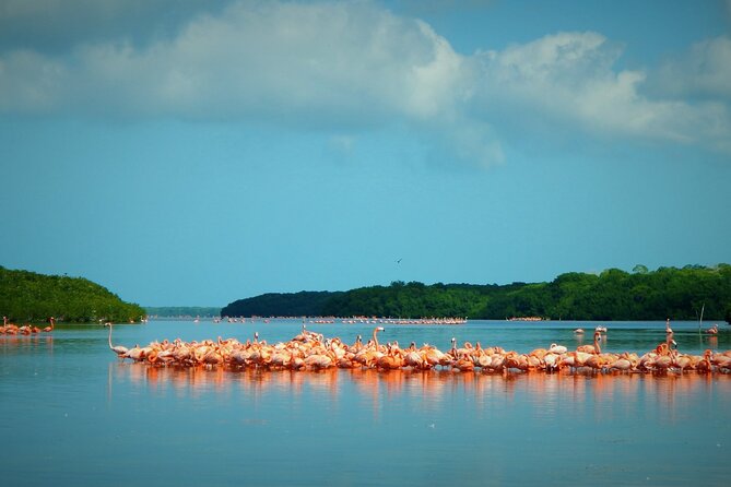Private Tour Celestun Flamingo Watching and Beach - The 75-minute ride to western Yucatán