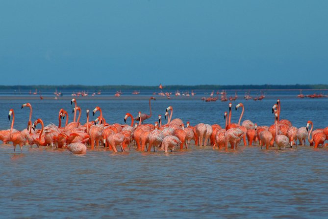 Private Tour: Ek Balam, Pink Flamingos Sanctuary and Tequila Tasting Factory - A 12-hour Yucatan day from Cancun