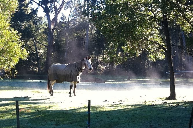 [Private Tour] Healesville Sanctuary Wildlife & Puffing Billy Steam Train - How the day feels in a private vehicle
