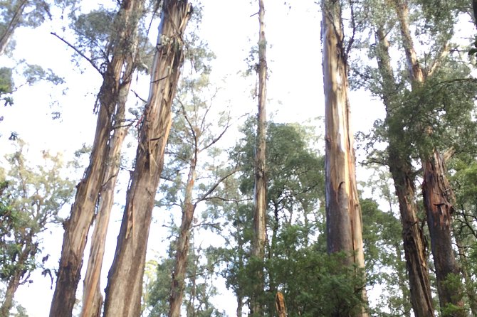 [Private Tour] Healesville Sanctuary Wildlife & Puffing Billy Steam Train - What the private guide adds at Healesville
