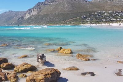 Private Tour Of Penguins, Cape Of Good Hope & Peninsula.