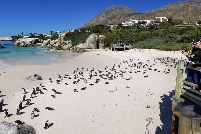 Private Tour Of Penguins, Cape Of Good Hope & Peninsula. - Boulders Beach is the day’s wildlife anchor