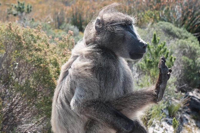 Private Tour Of Penguins, Cape Of Good Hope & Peninsula. - Cape Point and the Cape of Good Hope need your attention
