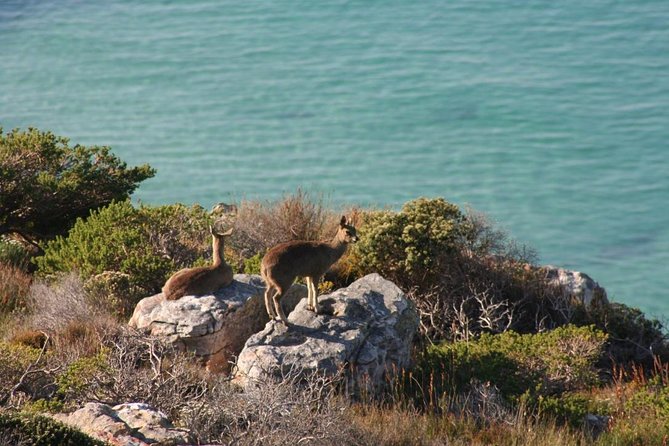 Private Tour Of Penguins, Cape Of Good Hope & Peninsula. - Chapman’s Peak Drive is the scenic road highlight