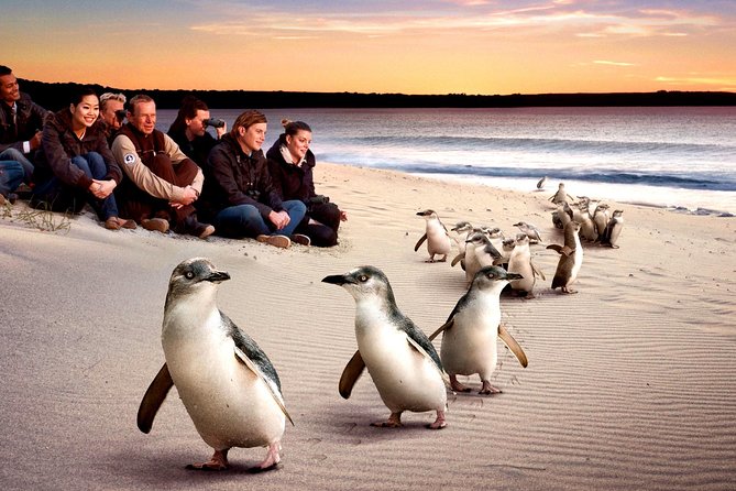 [Private Tour] “Penguin Parade” Phillip Island Tour. - Churchill Island adds farming to the wildlife day