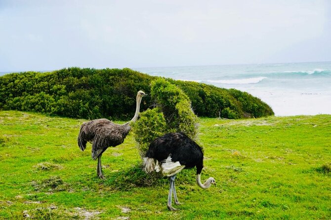 Private Tour: Penguins, Cape Point and Cape of Good Hope - Bo-Kaap starts the morning with color and context