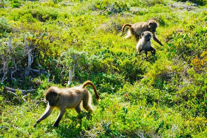 Private Tour: Penguins, Cape Point and Cape of Good Hope - Cape Point offers a short walk or funicular ride