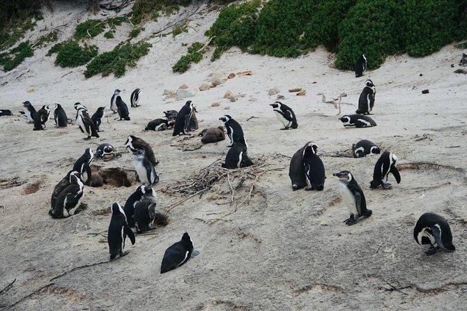 Private Tour: Penguins, Cape Point and Cape of Good Hope - Maiden’s Cove frames Table Mountain and Camps Bay