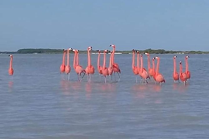 Private Tour: Pink Flamingos, Maya Temples and Ek Balam - Who will enjoy this day most