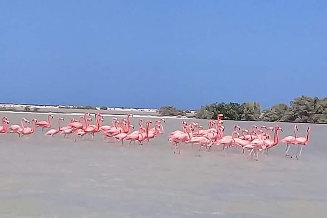 Private Tour: Pink Flamingos, Maya Temples and Ek Balam - What the private Cancun pickup adds