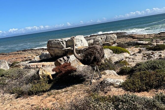 Private Tour: Table Mountain Boulder's Beach Penguin Cape Point - Chapman’s Peak Drive is the scenic spine