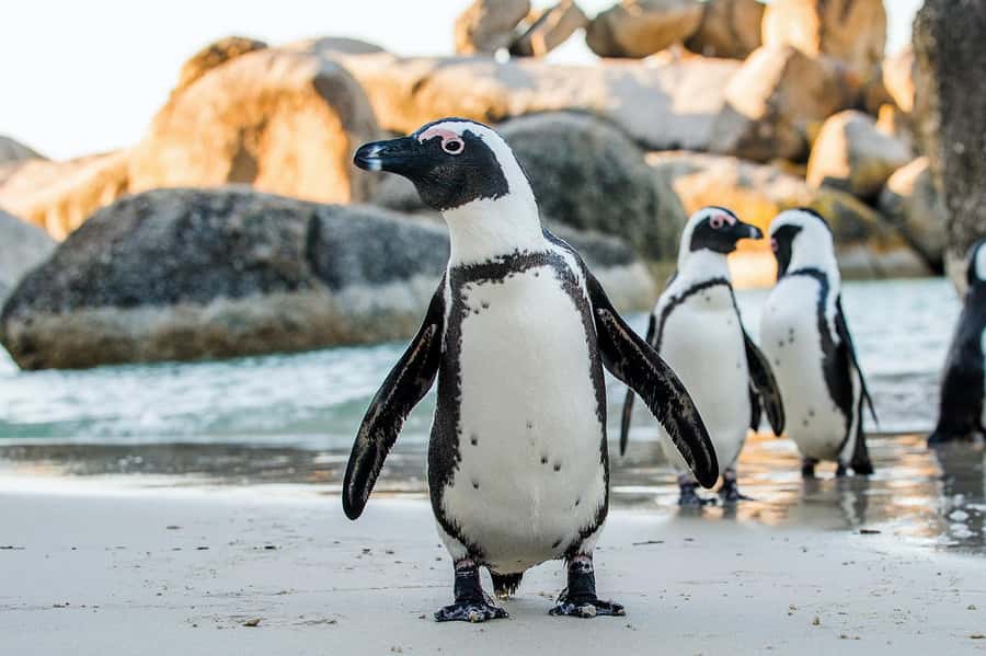 Private Tour: Table Mountain, Penguins Colony & Cape Of Good - One long day across the Cape Peninsula