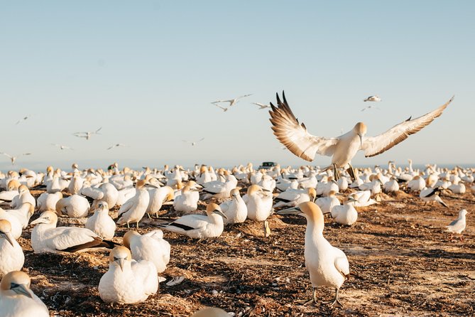 Private tour to Cape Kidnappers Gannet Colony - The gannet colony, just a few feet away