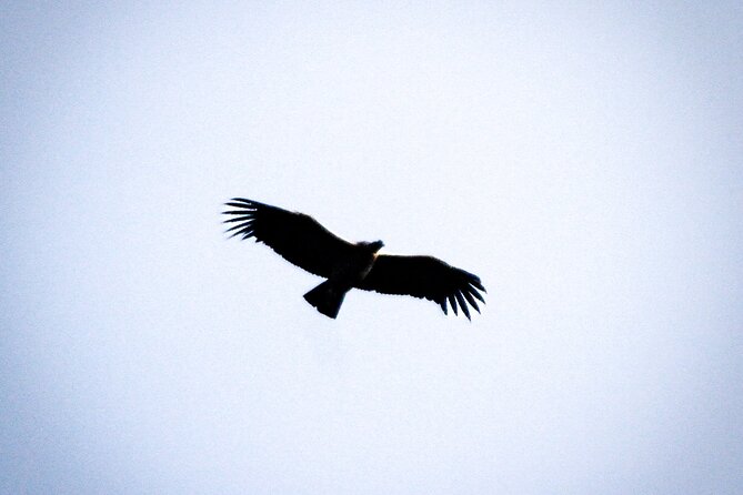 Private Tour to spotting condors at Antisana volcano all included - Key points at a glance