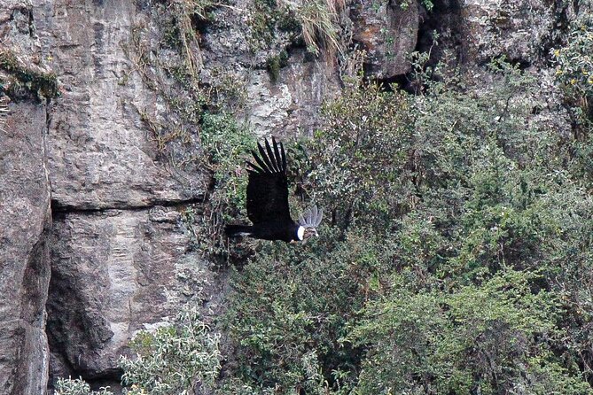 Private Tour to spotting condors at Antisana volcano all included - Pintag: a short stop with local flavor