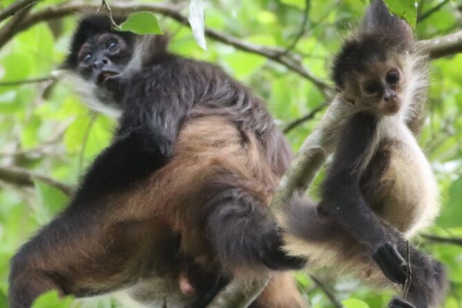 Private VW Beetle Tour to See Mexican Birds, Turtles & Monkeys - Key points to know before booking