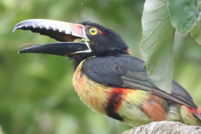 Private VW Beetle Tour to See Mexican Birds, Turtles & Monkeys - Why this private wildlife day works