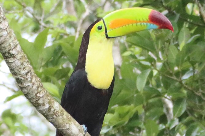 Private VW Beetle Tour to See Mexican Birds, Turtles & Monkeys - Akumal and the protected turtle area