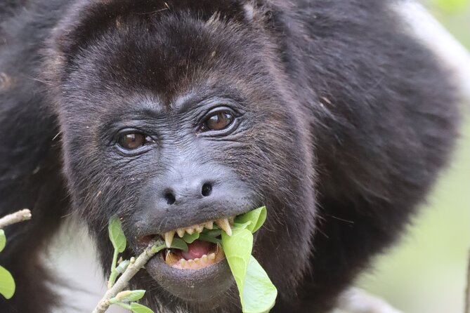 Private VW Beetle Tour to See Mexican Birds, Turtles & Monkeys - Punta Laguna and two monkey species