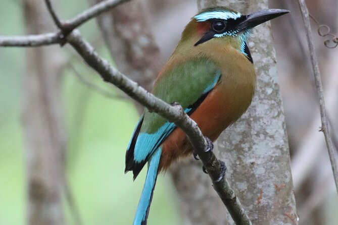 Private VW Beetle Tour to See Mexican Birds, Turtles & Monkeys - The long return and what it means