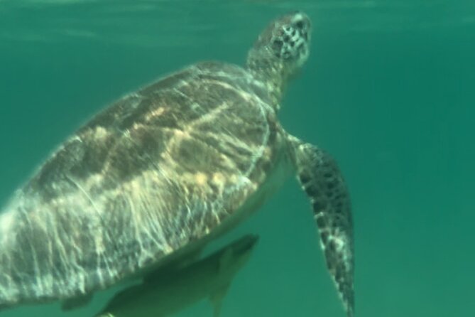 Private VW Beetle Tour to See Mexican Birds, Turtles & Monkeys - What the $265 price covers