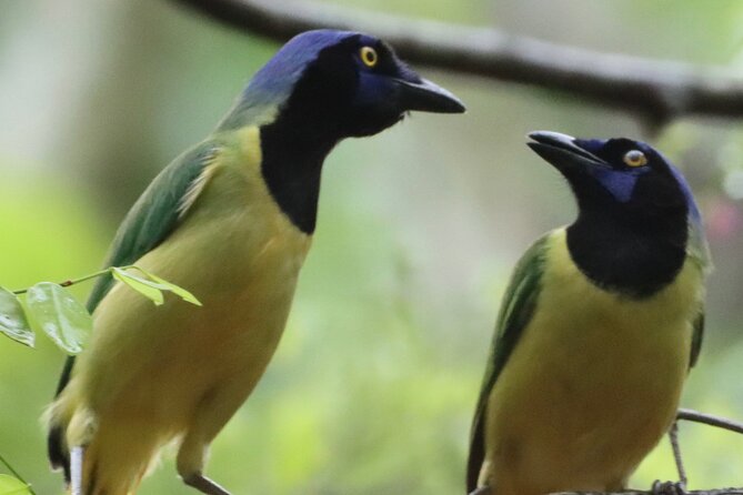 Private VW Beetle Tour to See Mexican Birds, Turtles & Monkeys - Who will enjoy this most