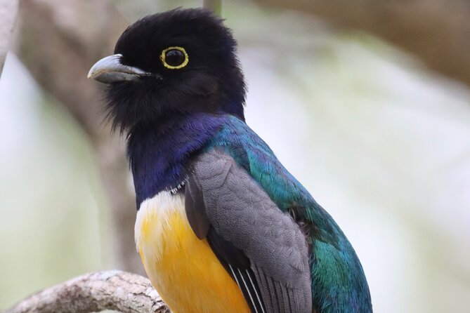 Private VW Beetle Tour to See Mexican Birds, Turtles & Monkeys - Booking details and cancellation
