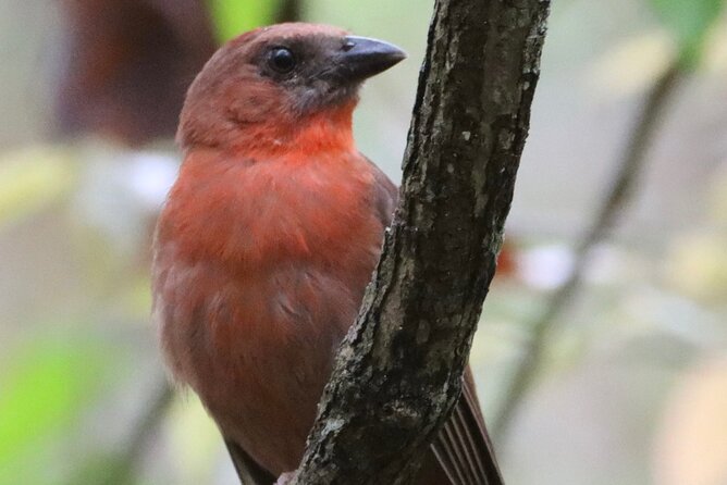 Private VW Beetle Tour to See Mexican Birds, Turtles & Monkeys - Puerto Morelos at first light