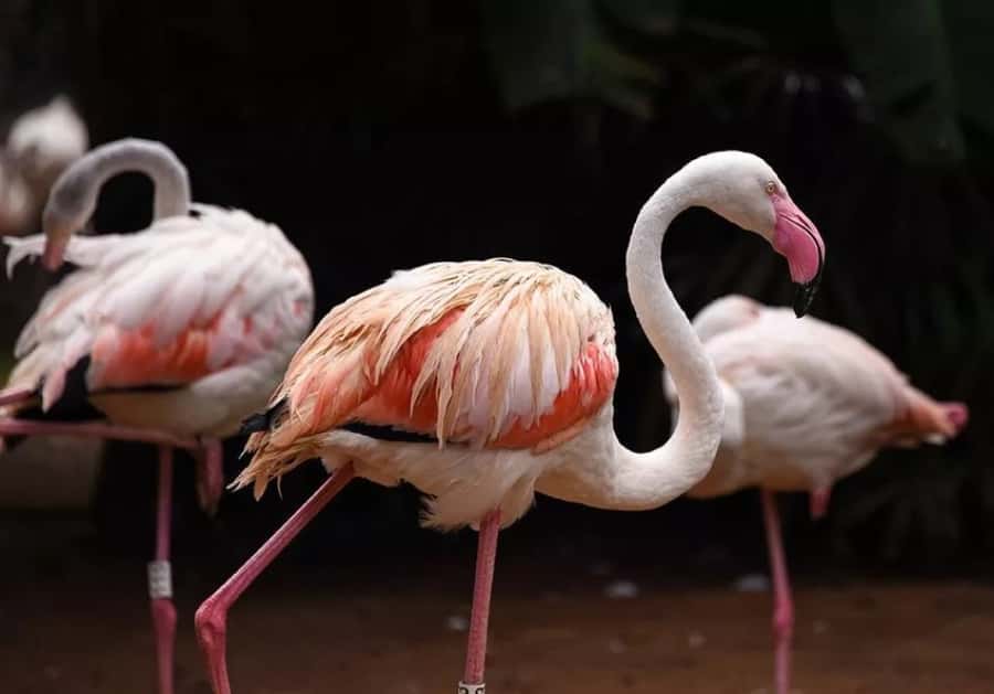 Puerto Iguazu: Iguaza Falls Brazilian Side & Bird Park Tour - Walking the Brazilian falls route