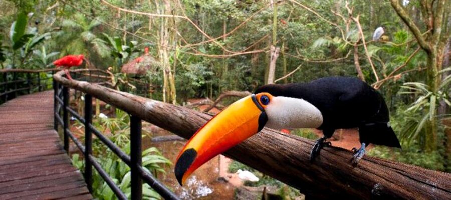 Puerto Iguazu: Iguaza Falls Brazilian Side & Bird Park Tour - The Bird Park, from macaws to butterflies
