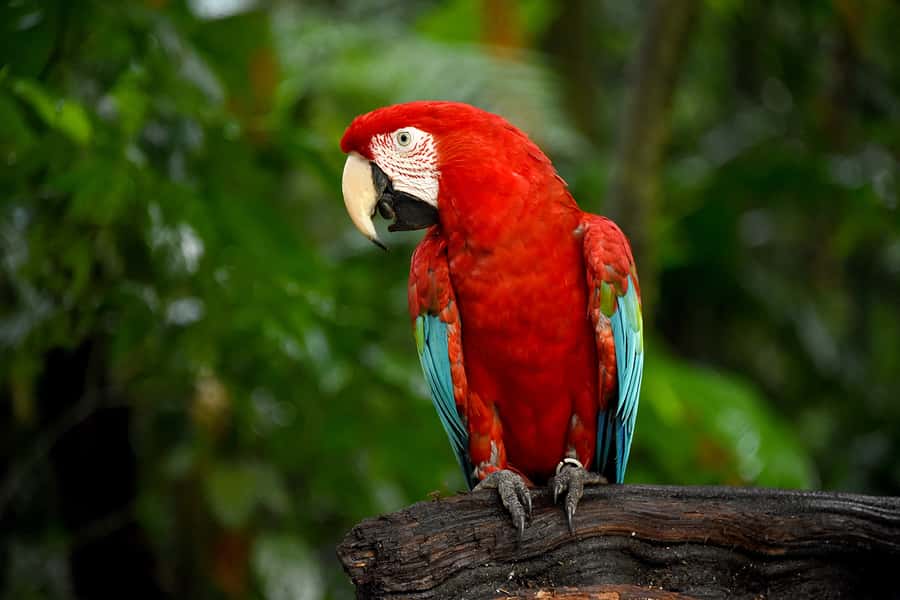 Puerto Iguazu: Iguaza Falls Brazilian Side & Bird Park Tour - What the guide does, and what the guide does not do