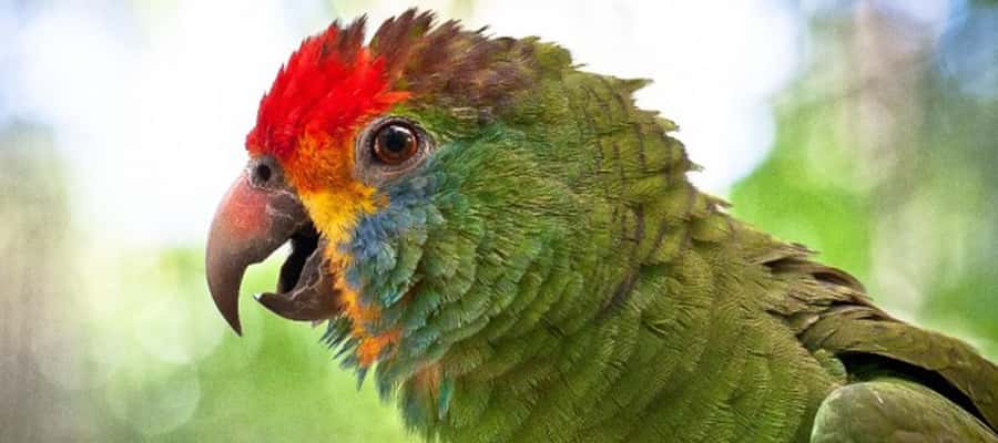 Puerto Iguazu: Iguaza Falls Brazilian Side & Bird Park Tour - Should you book the Brazilian falls and Bird Park tour?