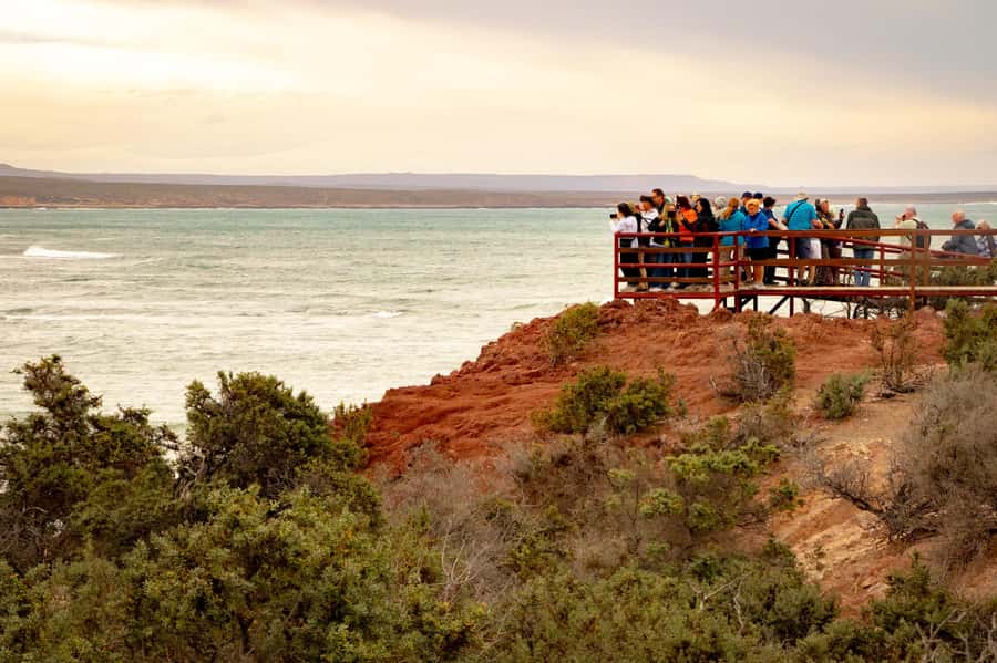 Puerto Madryn: Punta Tombo Walking Among Penguins Experience - Who will enjoy this day most