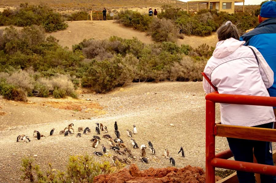 Puerto Madryn: Punta Tombo Walking Among Penguins Experience - The long road from Puerto Madryn to Punta Tombo