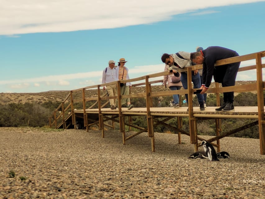 Puerto Madryn: Punta Tombo Walking Among Penguins Experience - What the breeding season adds