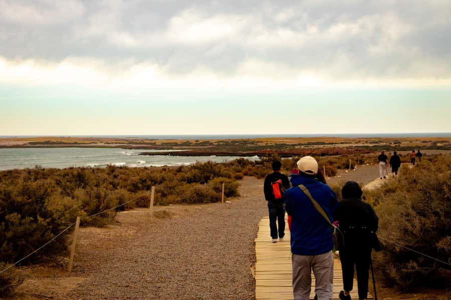 Puerto Madryn: Punta Tombo Walking Among Penguins Experience - Possible extra wildlife along the way