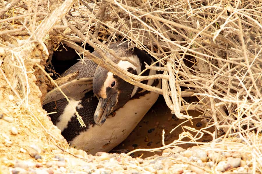 Puerto Madryn: Punta Tombo Walking Among Penguins Experience - Comfort, access, and what to bring