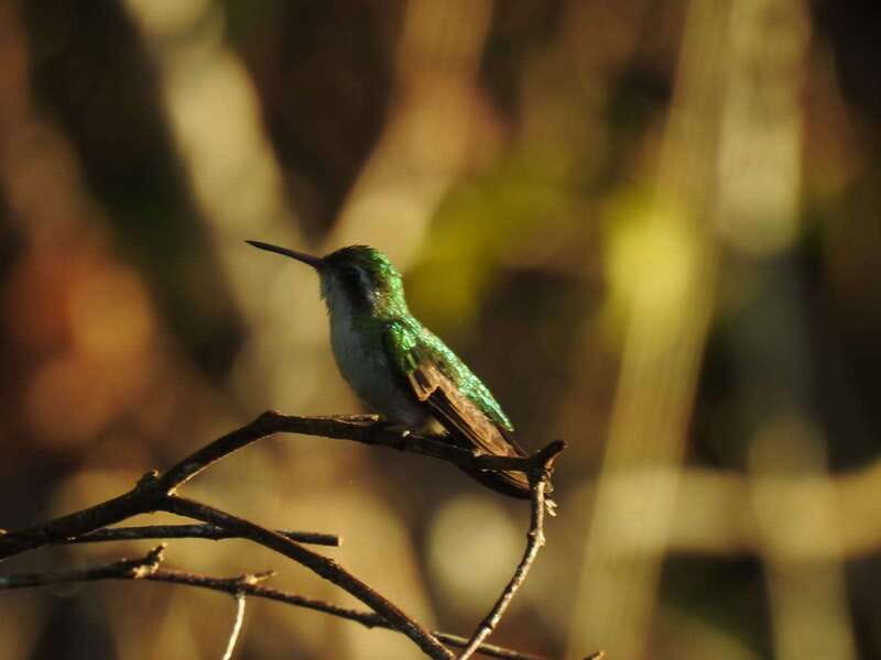 Puerto Morelos: Ruta de los Cenotes Birdwatching Tour - Bird counts, seasons, and realistic expectations