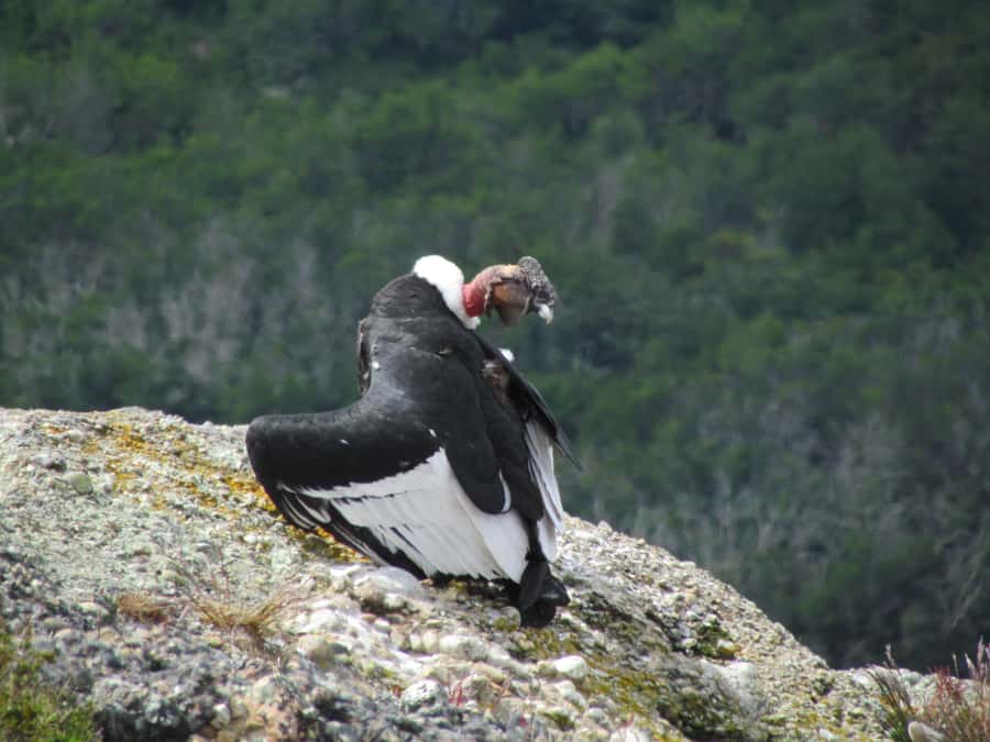Puerto Natales: Cerro Benitez Half-Day Hike with Condors - Why Cerro Benitez makes a smart half-day outing