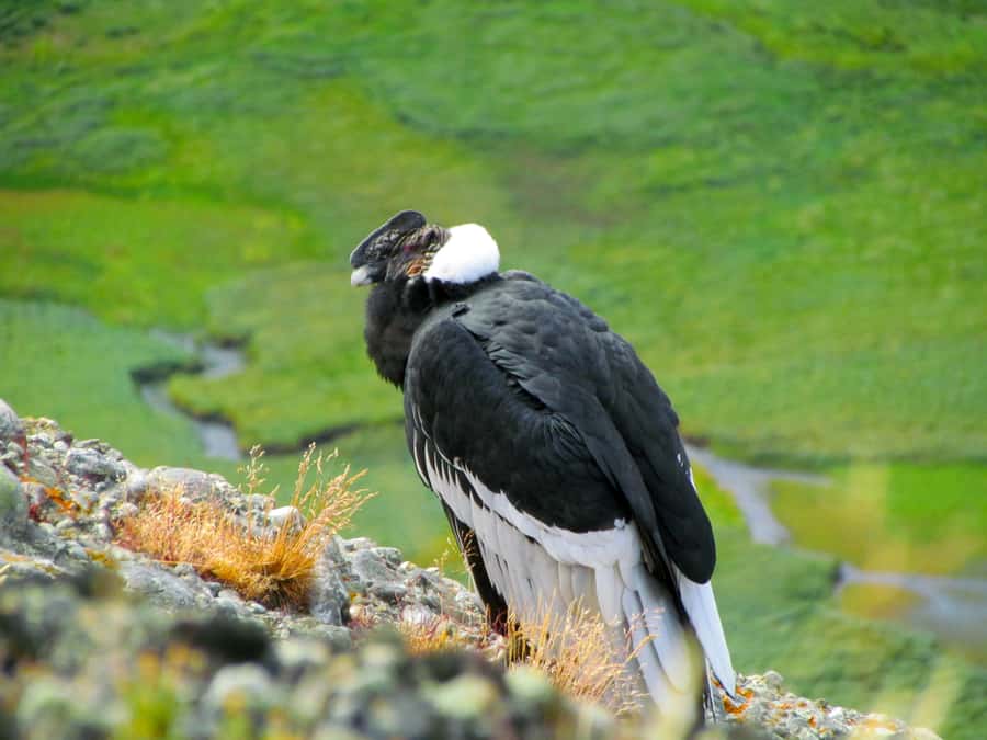 Puerto Natales: Cerro Benitez Half-Day Hike with Condors - Searching the sky for Andean condors