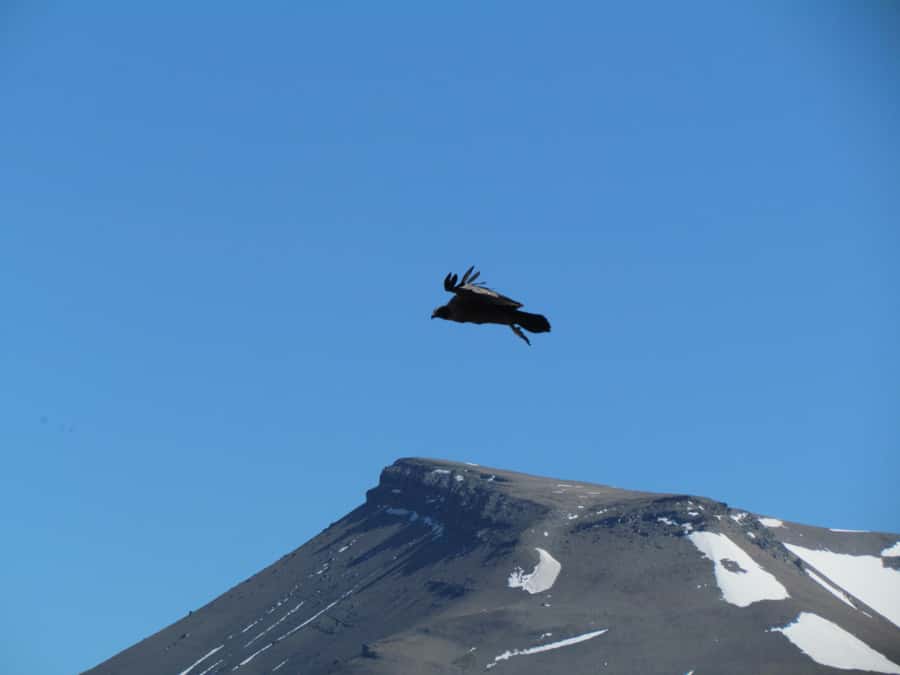 Puerto Natales: Cerro Benitez Half-Day Hike with Condors - The summit view toward Lake Sofia