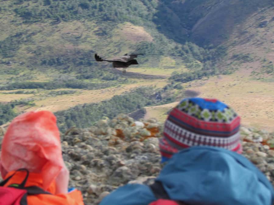 Puerto Natales: Cerro Benitez Half-Day Hike with Condors - What the private format is really worth