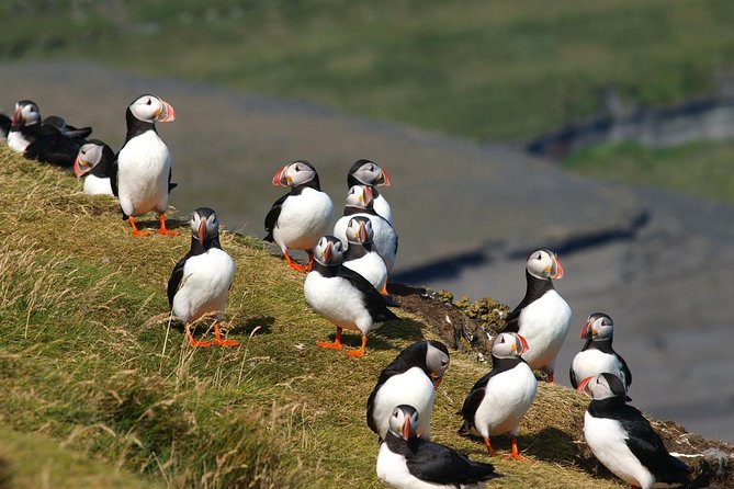 Puffin and Volcano Tour with Ebbi - Viking Town brings the settlement story to life