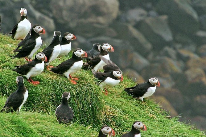 Puffin and Volcano Tour with Ebbi - Elephant Rock and Heimaey’s unusual shapes