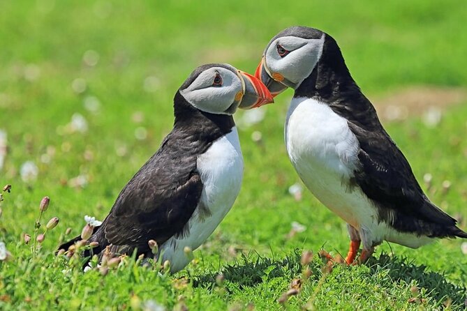 Puffin and Volcano Tour with Ebbi - Stórhöfði, the windiest stop and best puffin chance