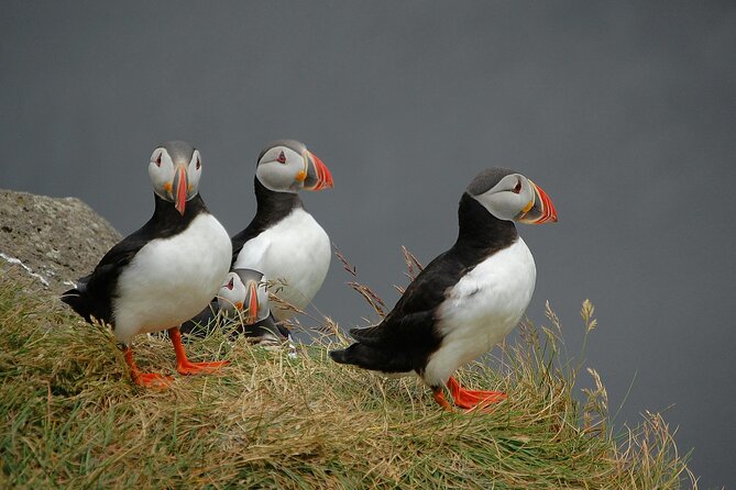Puffin and Wildlife Boat Tour - Key points to know before booking