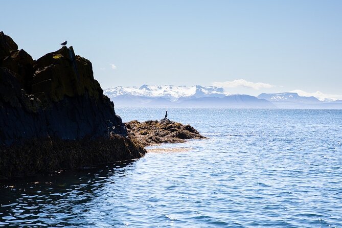 Puffin and Wildlife Boat Tour - Who will enjoy this puffin tour most?