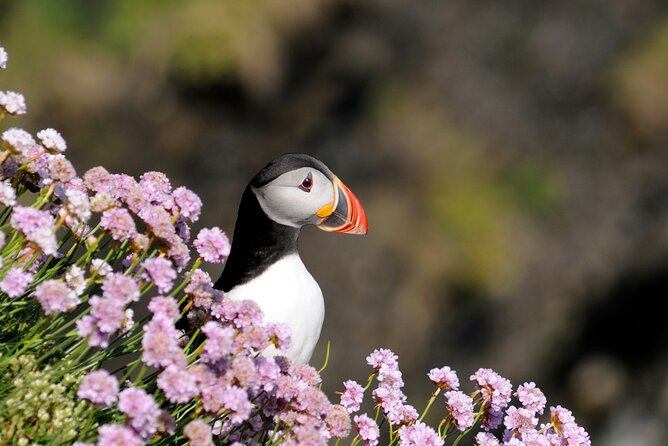 Puffin Boat Trip & Tantallon Castle Day Trip from Edinburgh - An hour in North Berwick for lunch