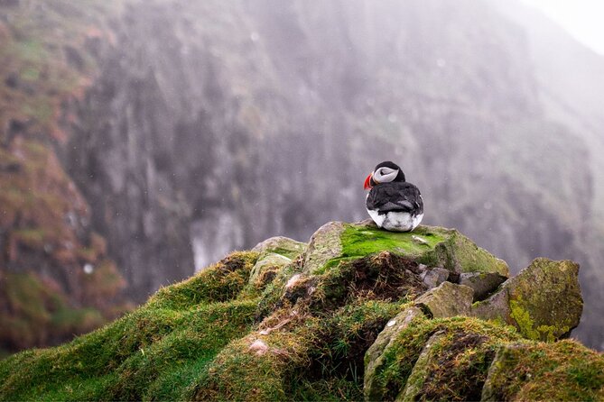 Puffin Boat Trip & Tantallon Castle Day Trip from Edinburgh - Who will get the most from this day