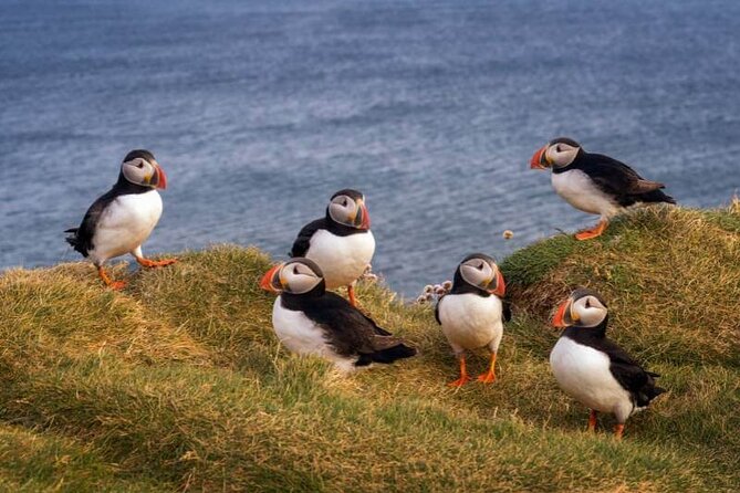 Puffin Boat Trip & Tantallon Castle Day Trip from Edinburgh - Should you book the Tantallon Castle and puffin trip?